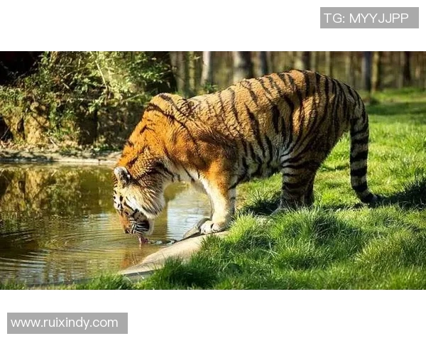 坎培拉奥林匹克与老虎队激战正酣谁能在这场较量中笑到最后